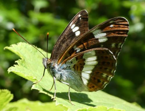Réf. 208 676 : Limenitis camilla